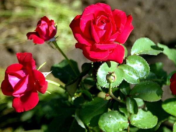 How to get rid of aphids on roses