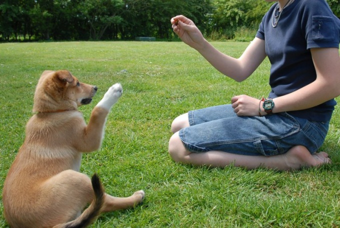Как тренировать собаку
