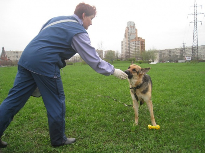 How to train an adult dog