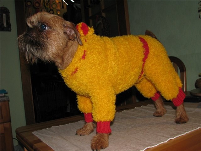 вязанный свитер для мини собаки