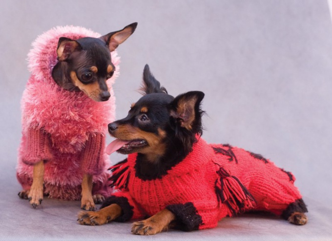 How to knit a sweater for toy Terrier