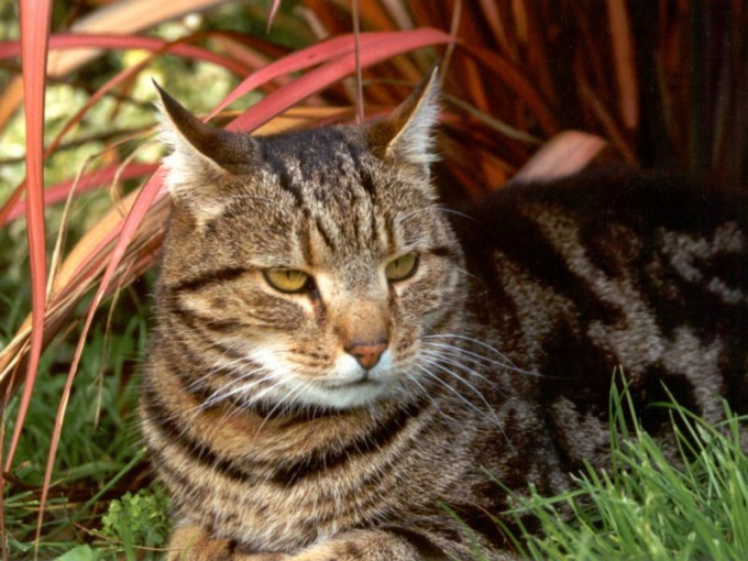 How to treat dermatitis in cats