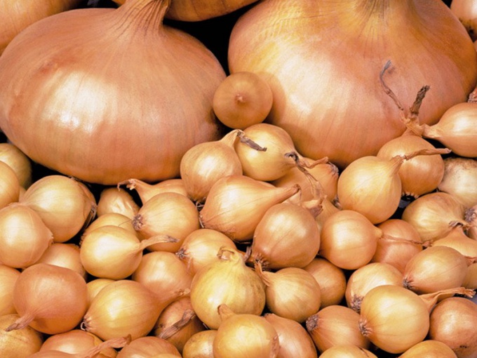 How to grow onion sets