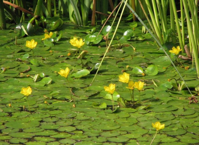 Why blooms water