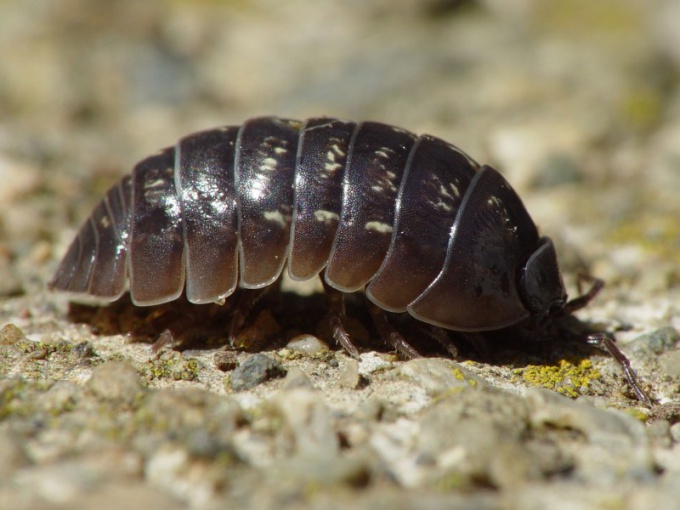 How to get rid of woodlice in the house