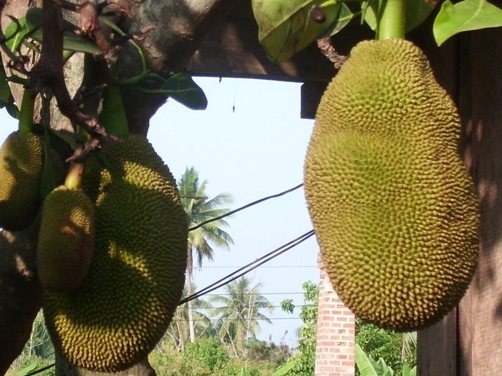 Как привезти фрукты из Таиланда