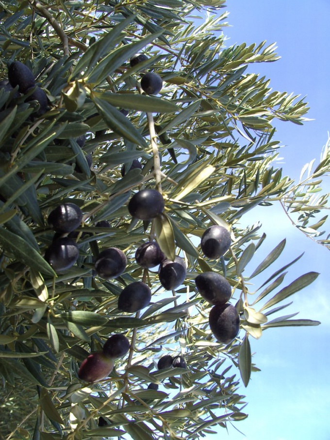 Как выращивать оливки
