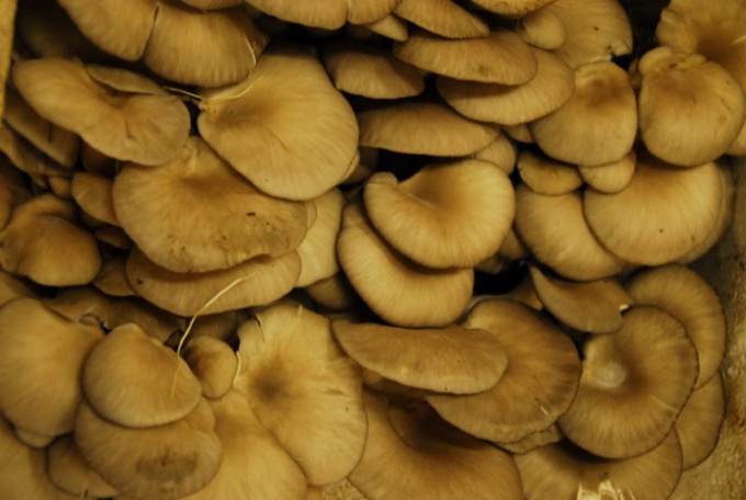 Как жарить грибы вешенки