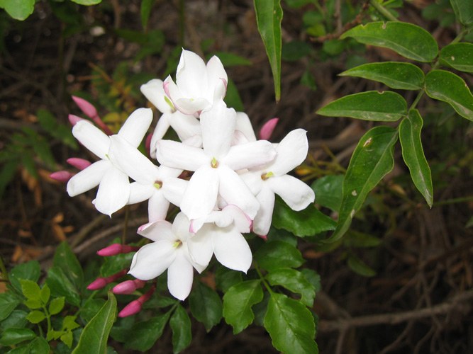 How to propagate Jasmine