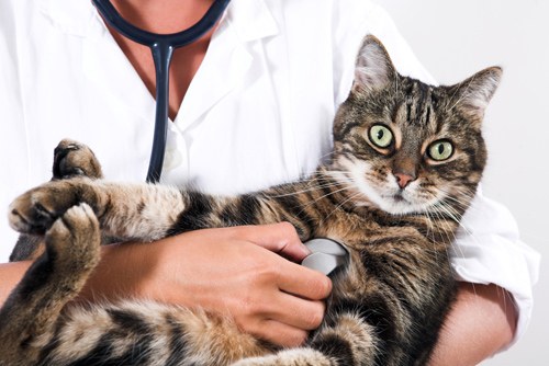 Как лечить стоматит у кошки