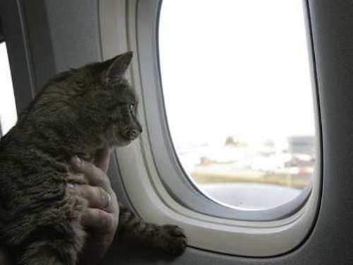 How to transport a cat in a plane