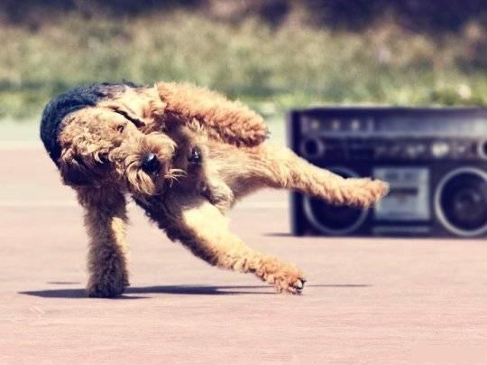 как научить собаку команде танцуй