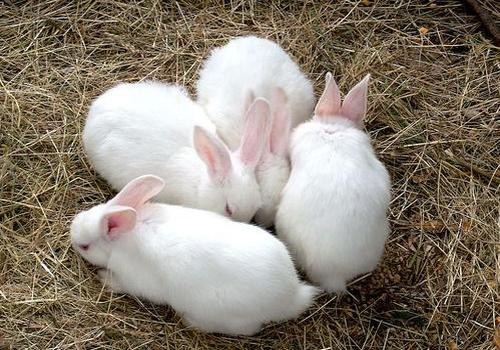 How to determine pregnancy in a rabbit