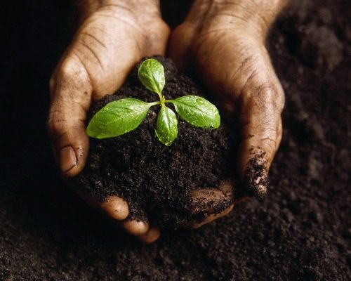 Для чего нужна растениям почва