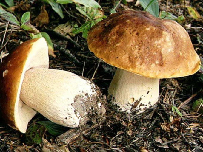 Как вырастить трубчатые грибы дома