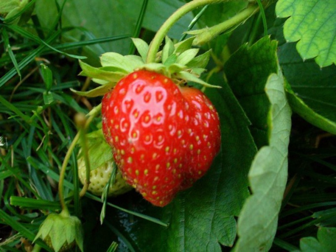 Why dry strawberries