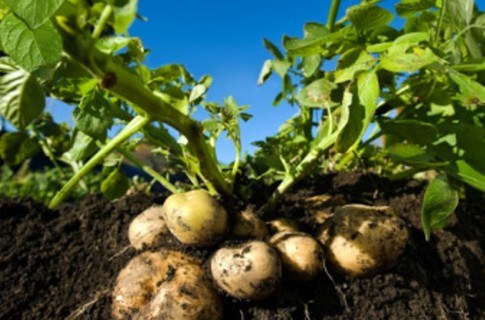 Почему картофель зеленеет