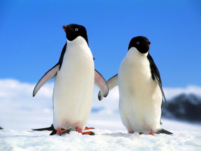 Почему у пингвинов не мерзнут лапы