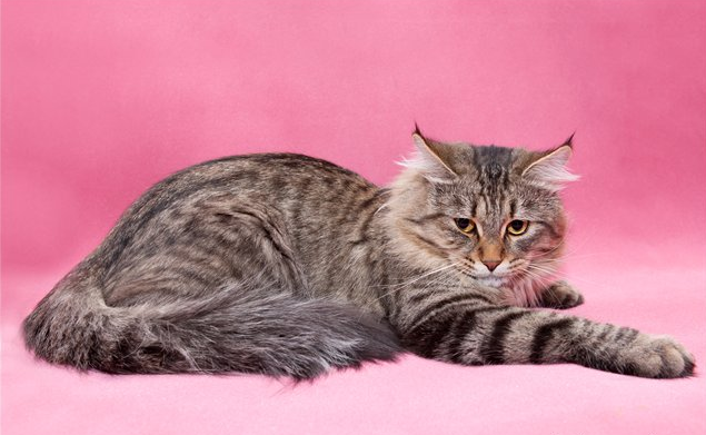 Как отличить сибирскую кошку от кошек других пород