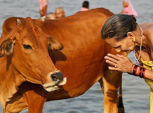 Почему корова - священное животное