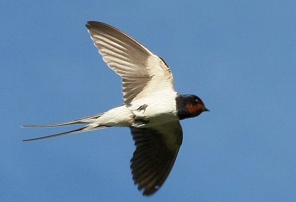 Why before rain, swallows fly low