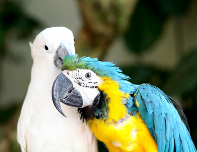 Почему линяют попугаи