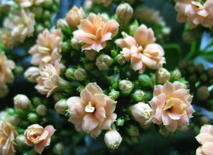 How to prune a Kalanchoe