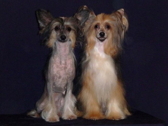 How to care for a Chinese crested dog