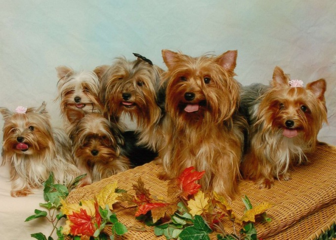 How to knit a Yorkshire Terrier