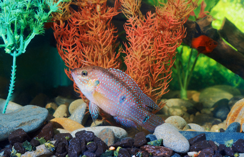 Tetra Fish