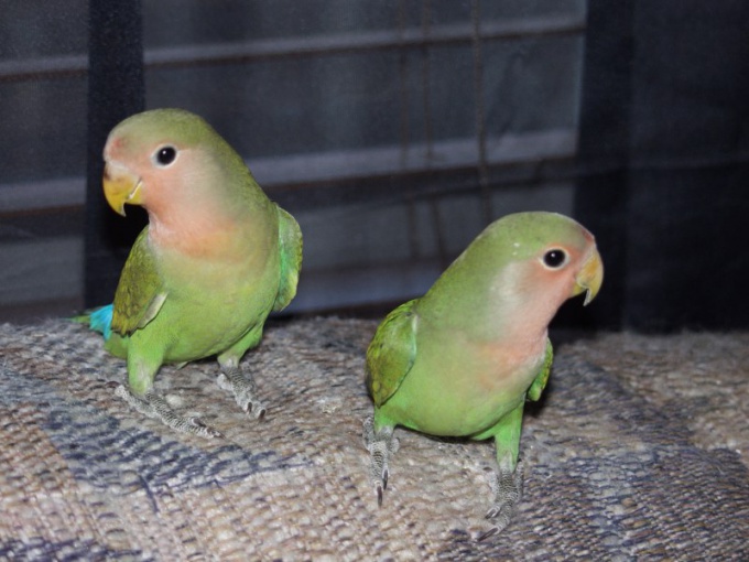 Взрослые волнистые попугайчики: слева - самец, справа - самочка