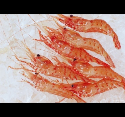 How to cook cooked frozen shrimp