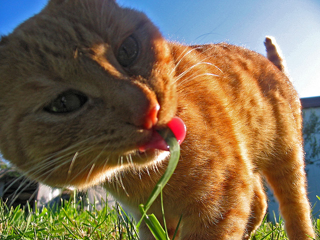 Cats need fresh green grass, so make sure that she was growing up at home