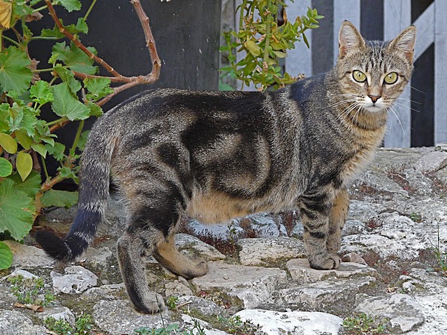 Kitties in the situation become even more sweet and tender