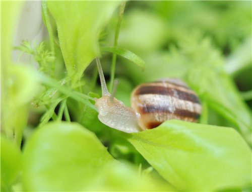 How to get rid of snails