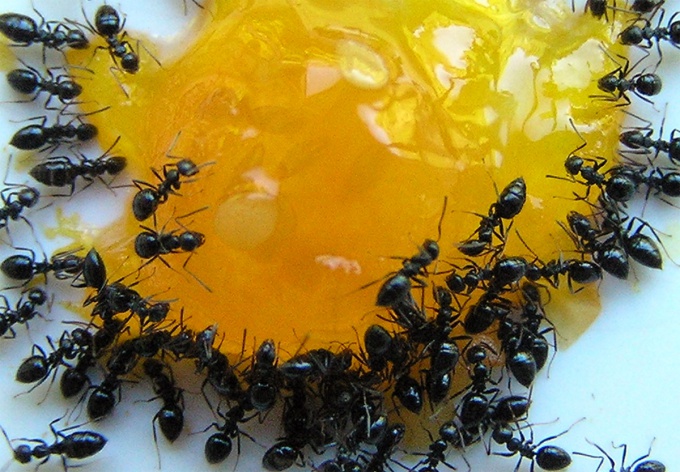 Ants is not only a hard-working forest insects, but also the carriers of many diseases
