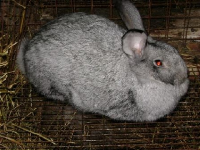 Rabbit breed Gray giant.