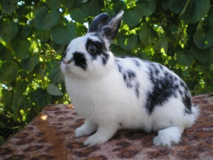 Rabbit breed Butterfly.