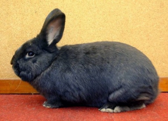 Rabbit breed Viennese blue.