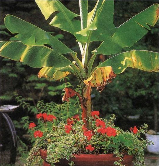 Банановые пальмы не только украшают интерьер, но и приносят плоды