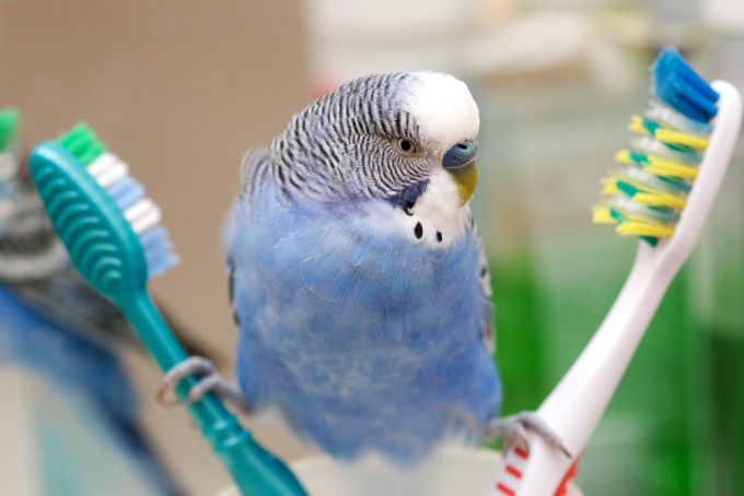 как мыть птиц