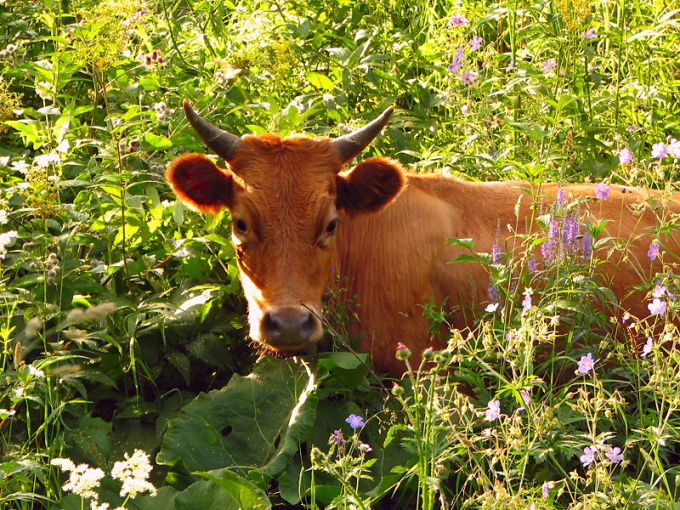 Treat the cow in any diseases can only a veterinary specialist