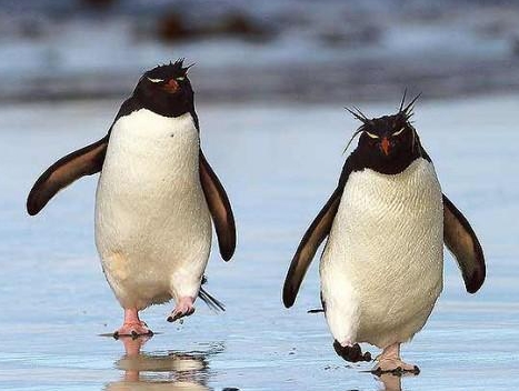 Внешне пингвины похожи на маленьких неуклюжих человечков.