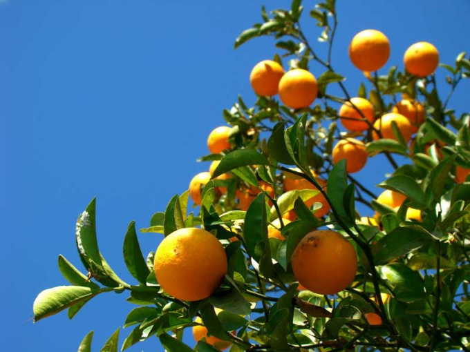 как вырастить апельсин дома