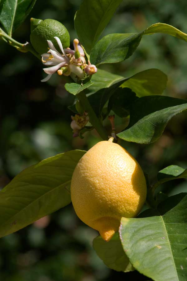 Lemons good fruit at home