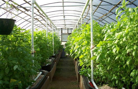 How to grow vegetables in greenhouses