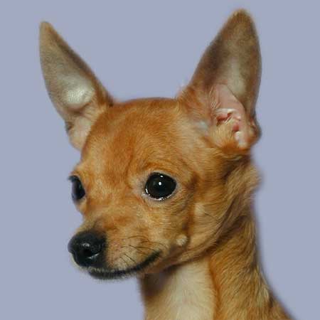 How to put ears toy Terrier