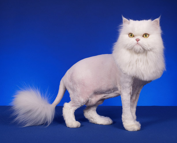 красивый кот - подстриженный кот