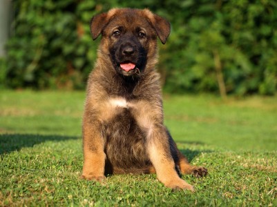 The puppy German shepherd
