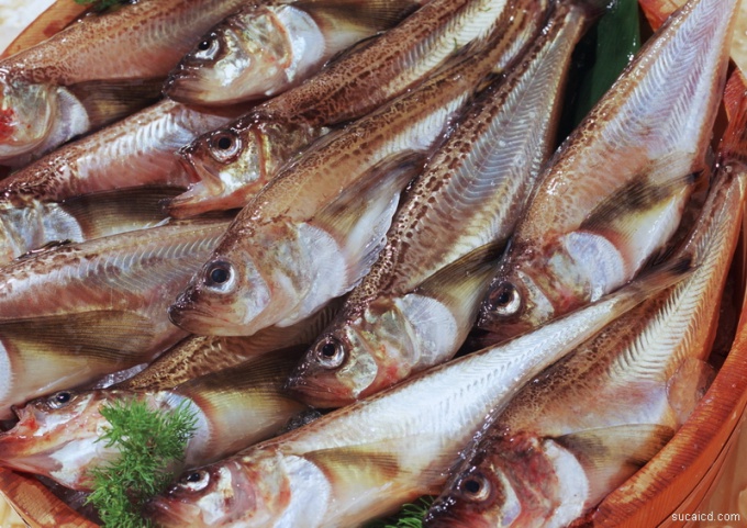 Fresh fish can be put out in several ways